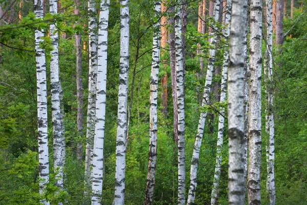 Birch tree forest — Stock Photo, Image