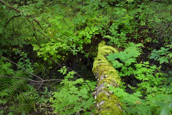 Mossy tree trunk in a forest — Stock Photo, Image