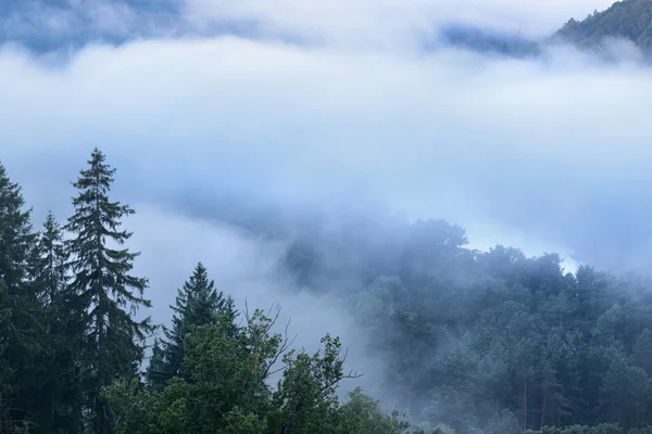 Niebla en el valle del río Gauja — Foto de Stock