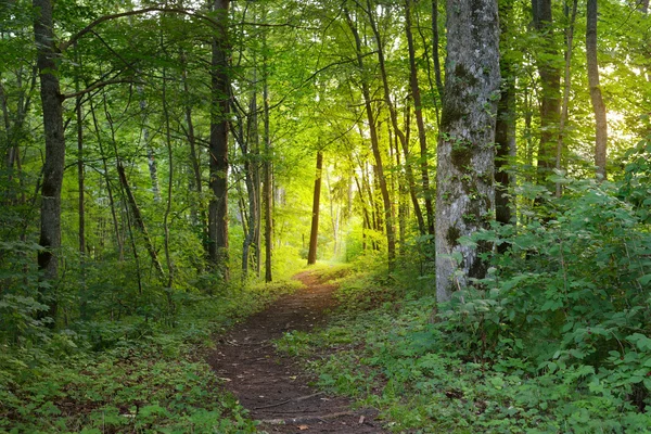 Gyalogút a lombhullató erdő — Stock Fotó