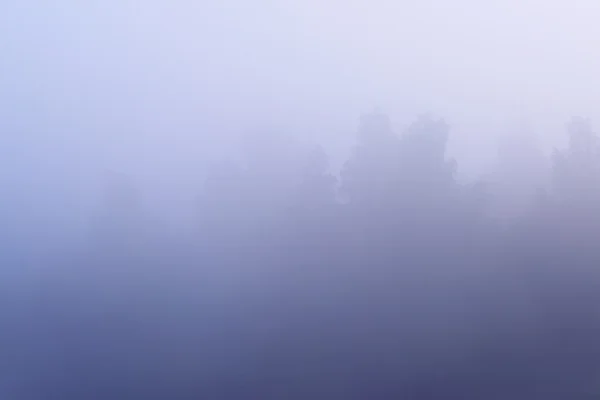 Floresta decídua em nevoeiro — Fotografia de Stock