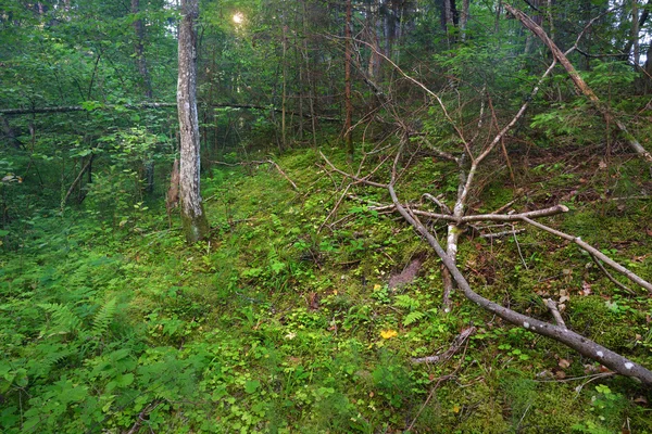 Laubgrüner Wald — Stockfoto