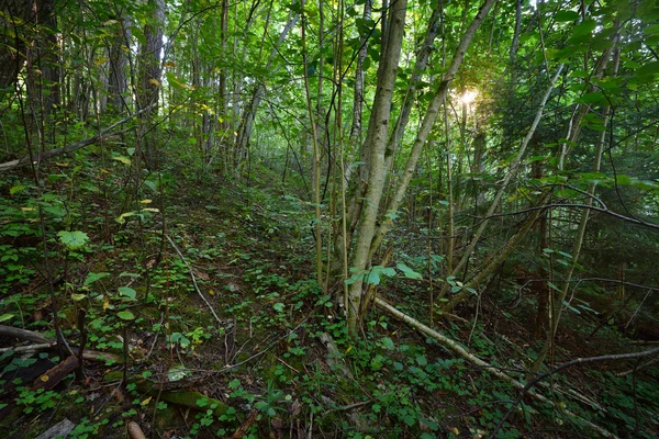 Forêt verte caduque — Photo