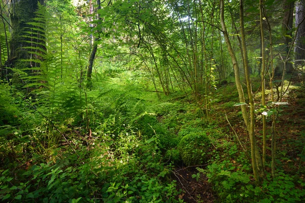 Deciduous green forest — Stock Photo, Image