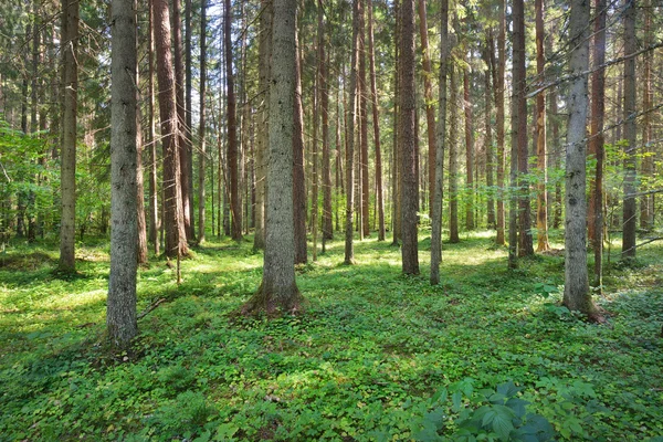 Хвойні дерева лісу — стокове фото