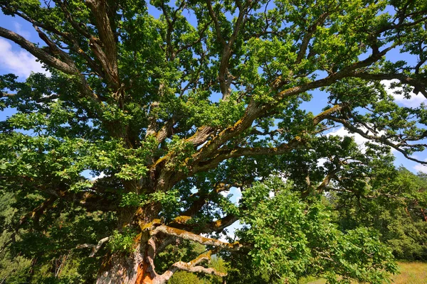 Old oak tree in Kvepene — Stock Photo, Image