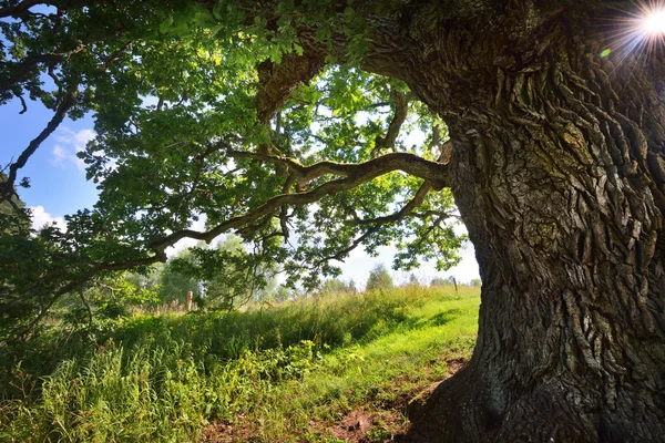 Starý dub, Kvepene — Stock fotografie