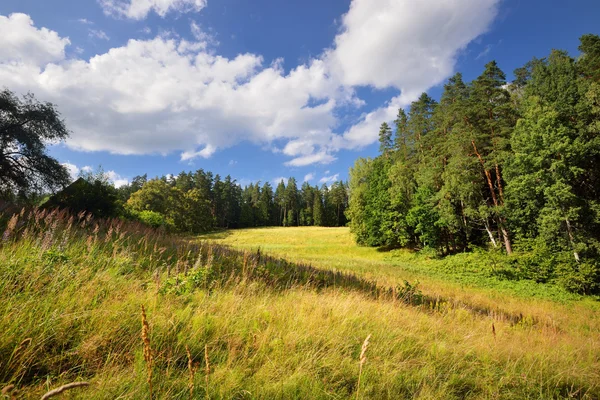 Prato verde foresta — Foto Stock