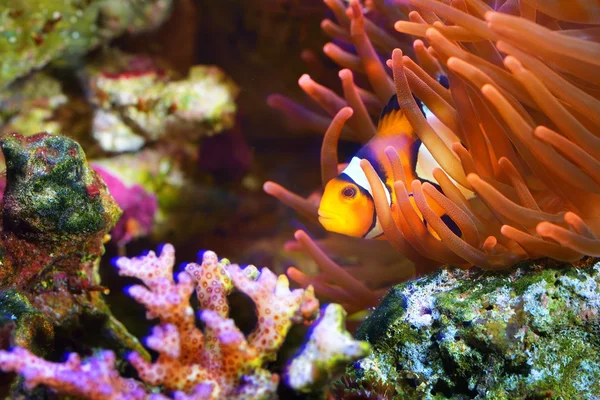 Amphiprion ocellaris clownfish в аквариуме — стоковое фото