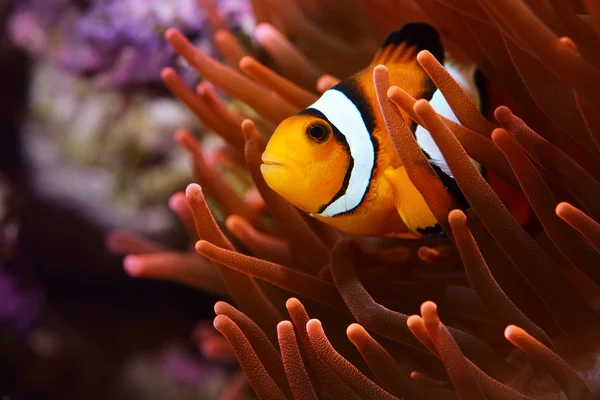 Amphiprion ocellaris anemoonvis in aquarium — Stockfoto