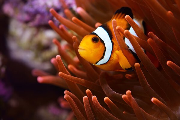 Amphiprion ocellaris clownfish in aquarium