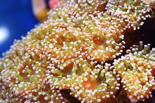 Sea anemones and corals in aquarium — Stock Photo, Image