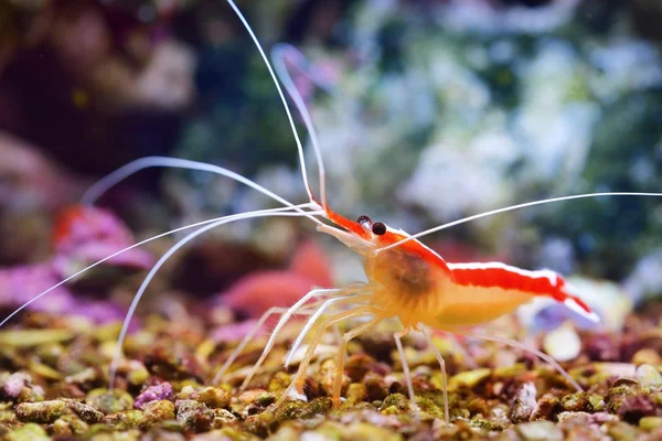 Lysmata amboinensis cleaner shrimp — Stock Photo, Image