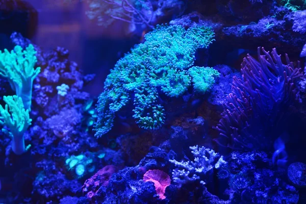 Sea anemones and corals in aquarium — Stock Photo, Image