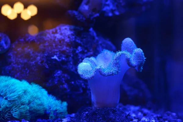 Havsanemoner och koraller i akvarium — Stockfoto