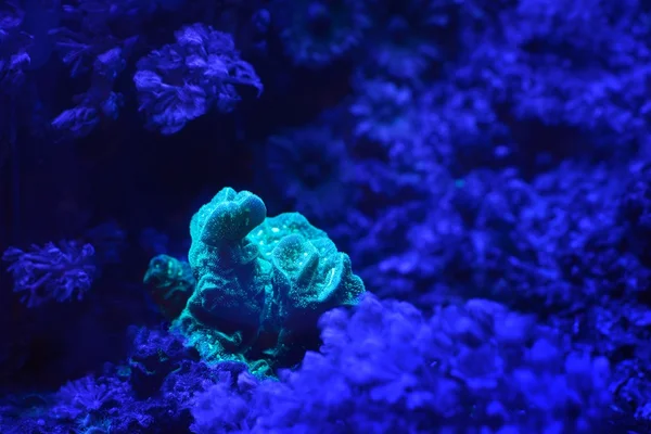 Anémonas marinas y corales en acuario — Foto de Stock