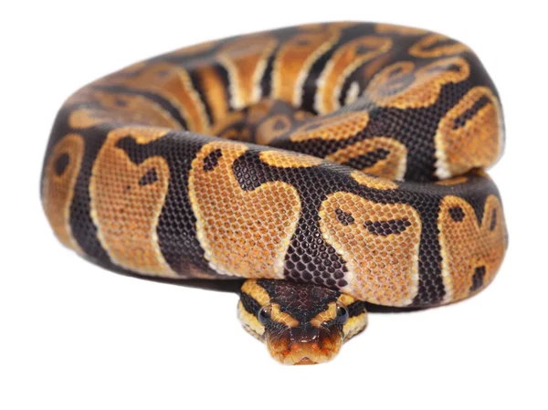 Royal python Python regius — Zdjęcie stockowe