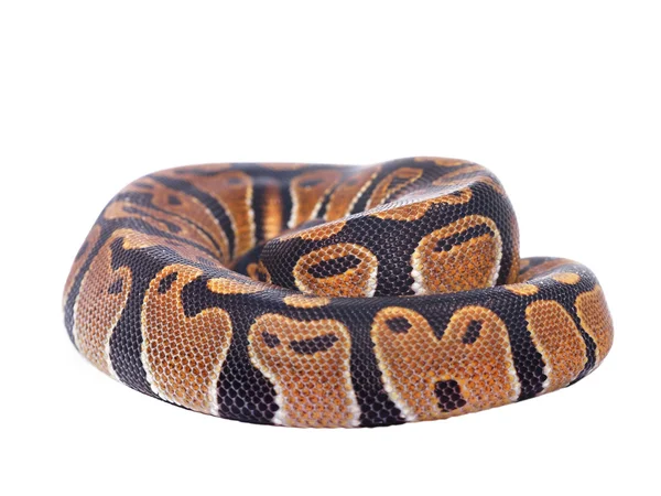Koninklijke python Python regius — Stockfoto