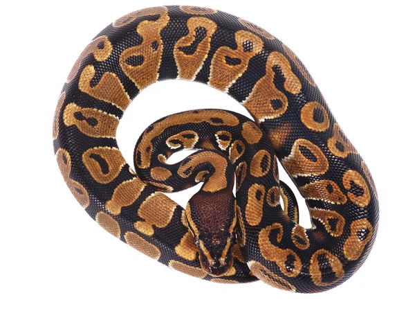 Royal python Python regius — Stock Photo, Image