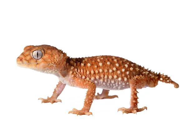 Gecko Nephrurus amyae — Stock Photo, Image