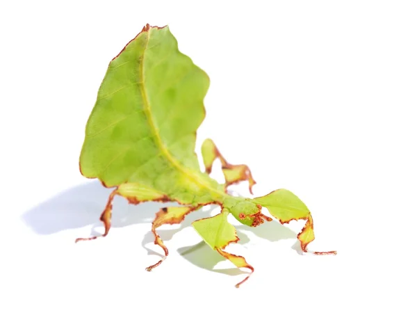 Stick-insekt Phyllium giganteum — Stockfoto