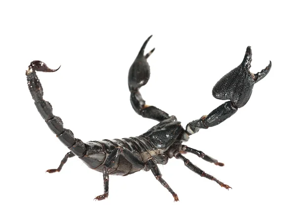 Scorpion isolerad på vit — Stockfoto