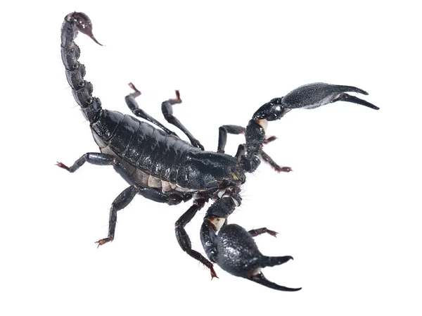 Escorpião isolado em branco — Fotografia de Stock