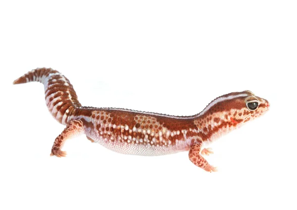 Leopard gecko Eublefaris macularius — Fotografie, imagine de stoc