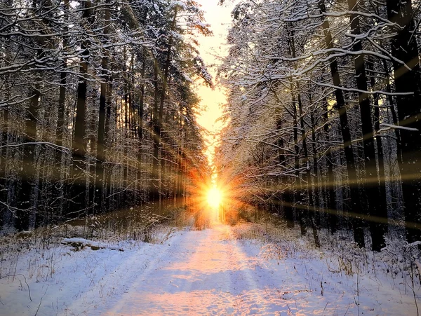 Rayos solares en bosque invernal — Foto de Stock