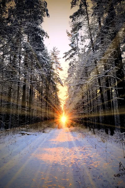 冬の森の日光 — ストック写真
