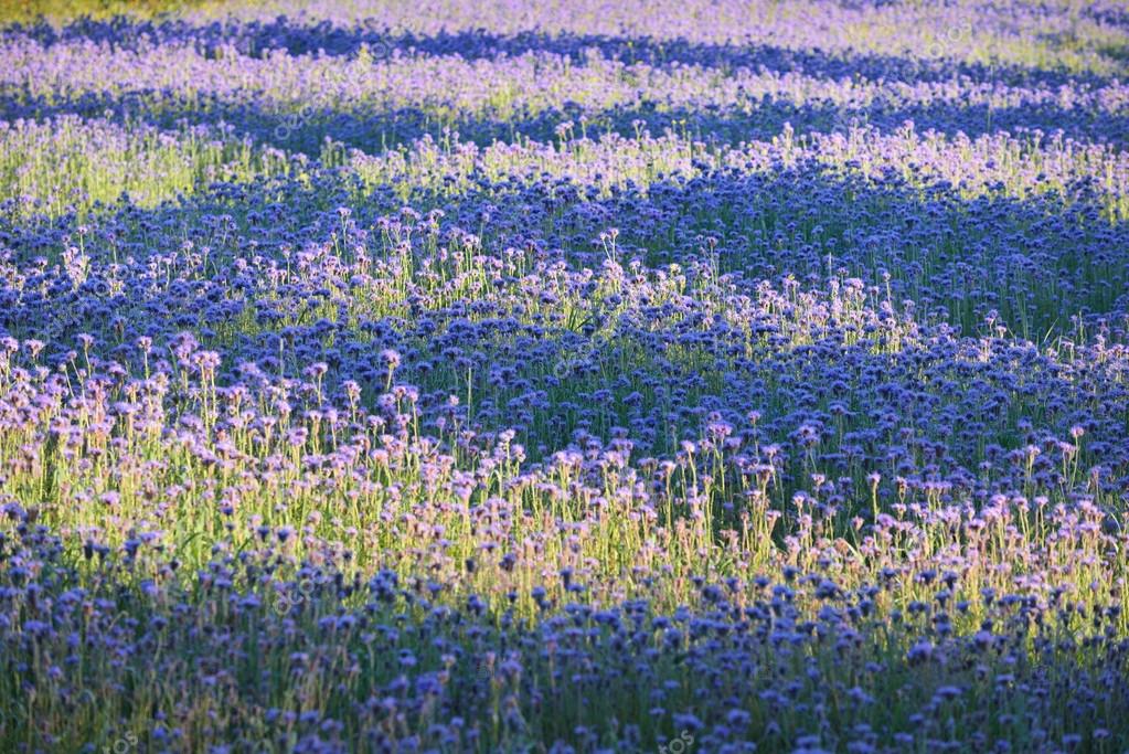 Meadow with purple flowers — Stock Photo © alex.stemmer #98081892