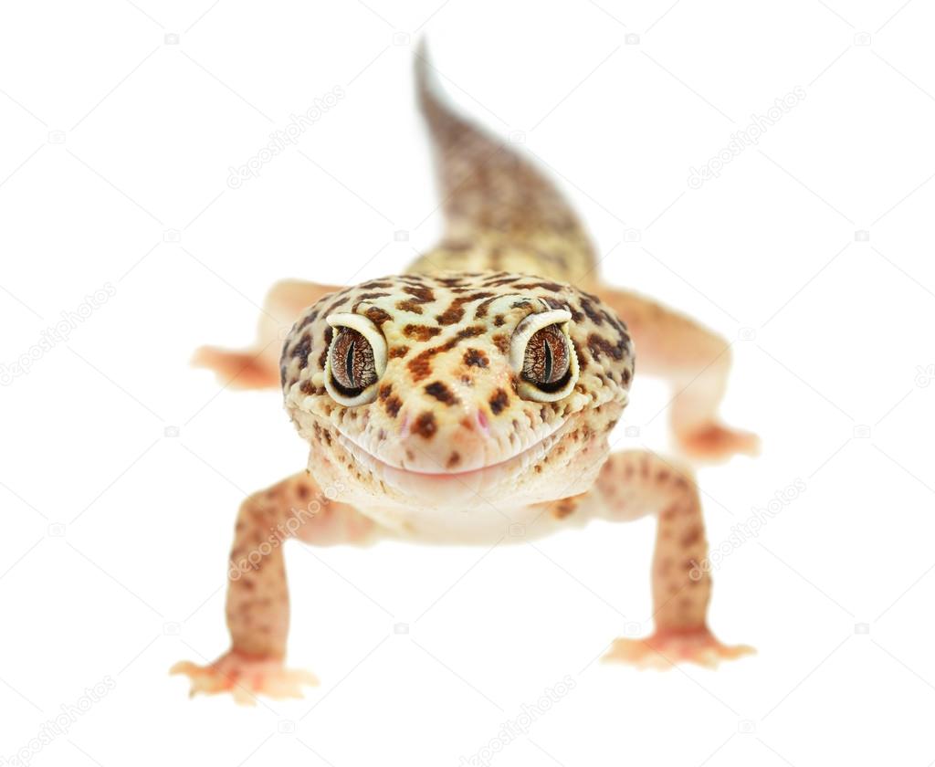 Leopard gecko Eublepharis macularius