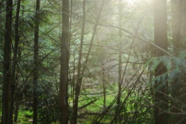 Hollanda sonbahar orman