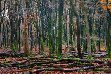 Hollanda sonbahar orman