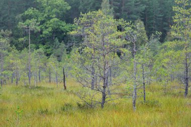 Doğal orman bataklık