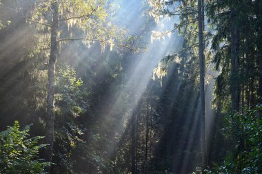 Güneş ışınları ormandaki bir siste