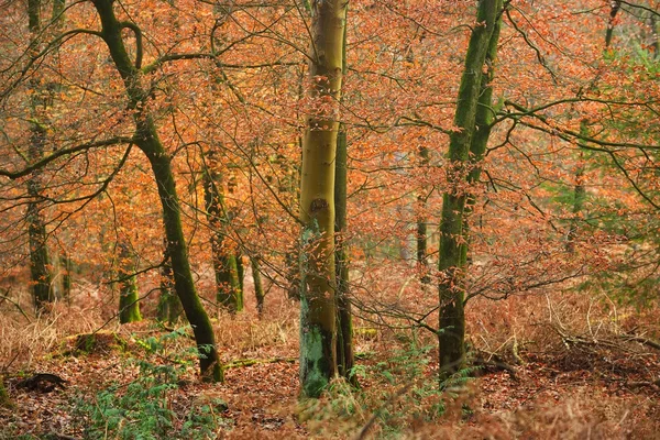 Herfst bos in Nederland — Stockfoto