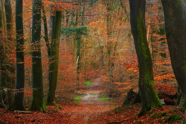 オランダの秋の森 — ストック写真