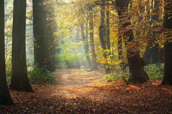 Otoño Nachtegalenpark en Amberes — Foto de Stock