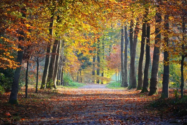 Herbst nachtegalenpark in antwerpen — Stockfoto