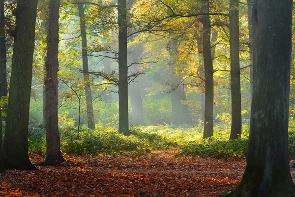 Outono Nachtegalenpark em Antuérpia — Fotografia de Stock