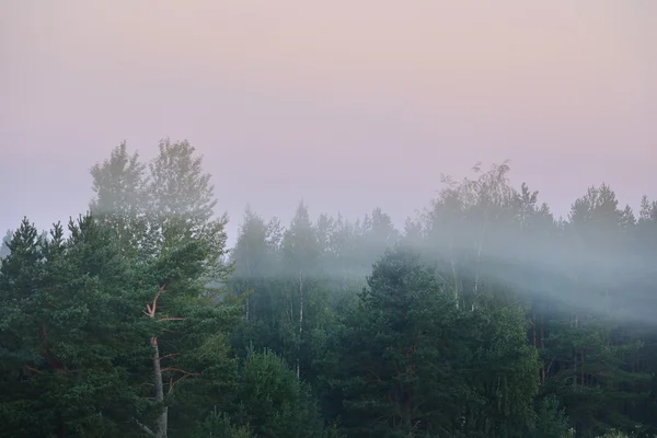 Niebla de la mañana sobre el bosque — Foto de Stock