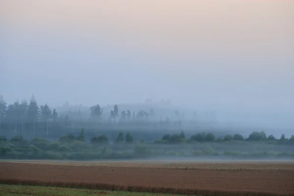 Nevoeiro matutino sobre a floresta — Fotografia de Stock