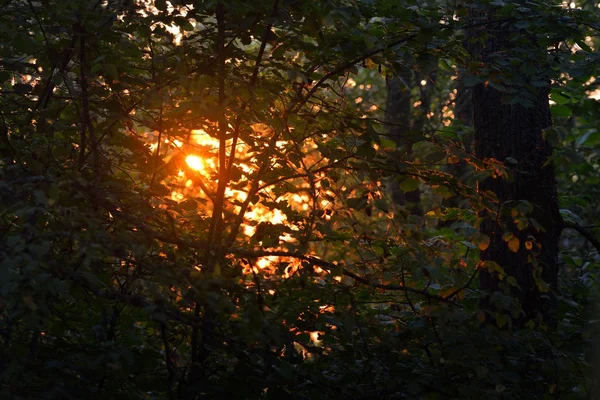 Morning sun in the foliage — Stock Photo, Image
