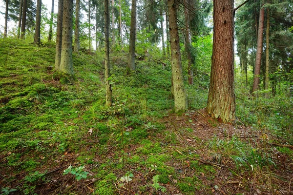 Pine forest landscape — Stock Photo, Image