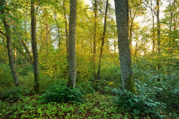 Rano lasu na wzgórzach — Zdjęcie stockowe