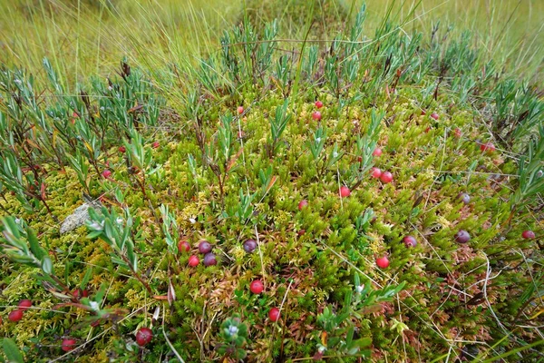 Cranberries and mushrooms in the bog — Stock Photo, Image