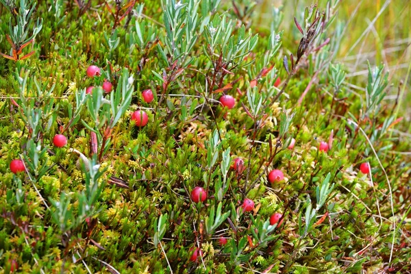 Cranberries and mushrooms in the bog — Stock Photo, Image