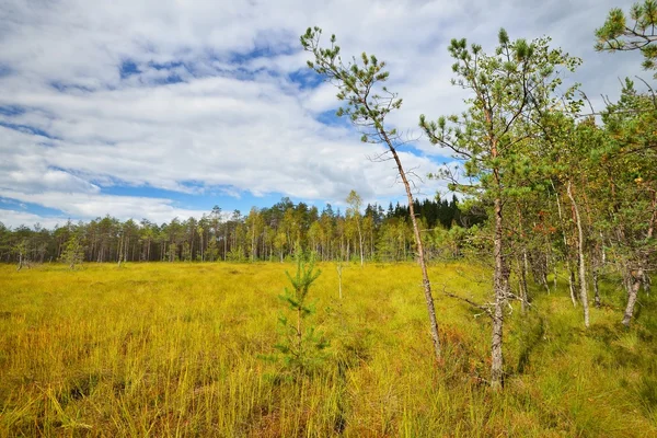 Natural forest bog — Stock Photo, Image