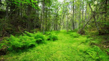 nehir yatağında Finlandiya